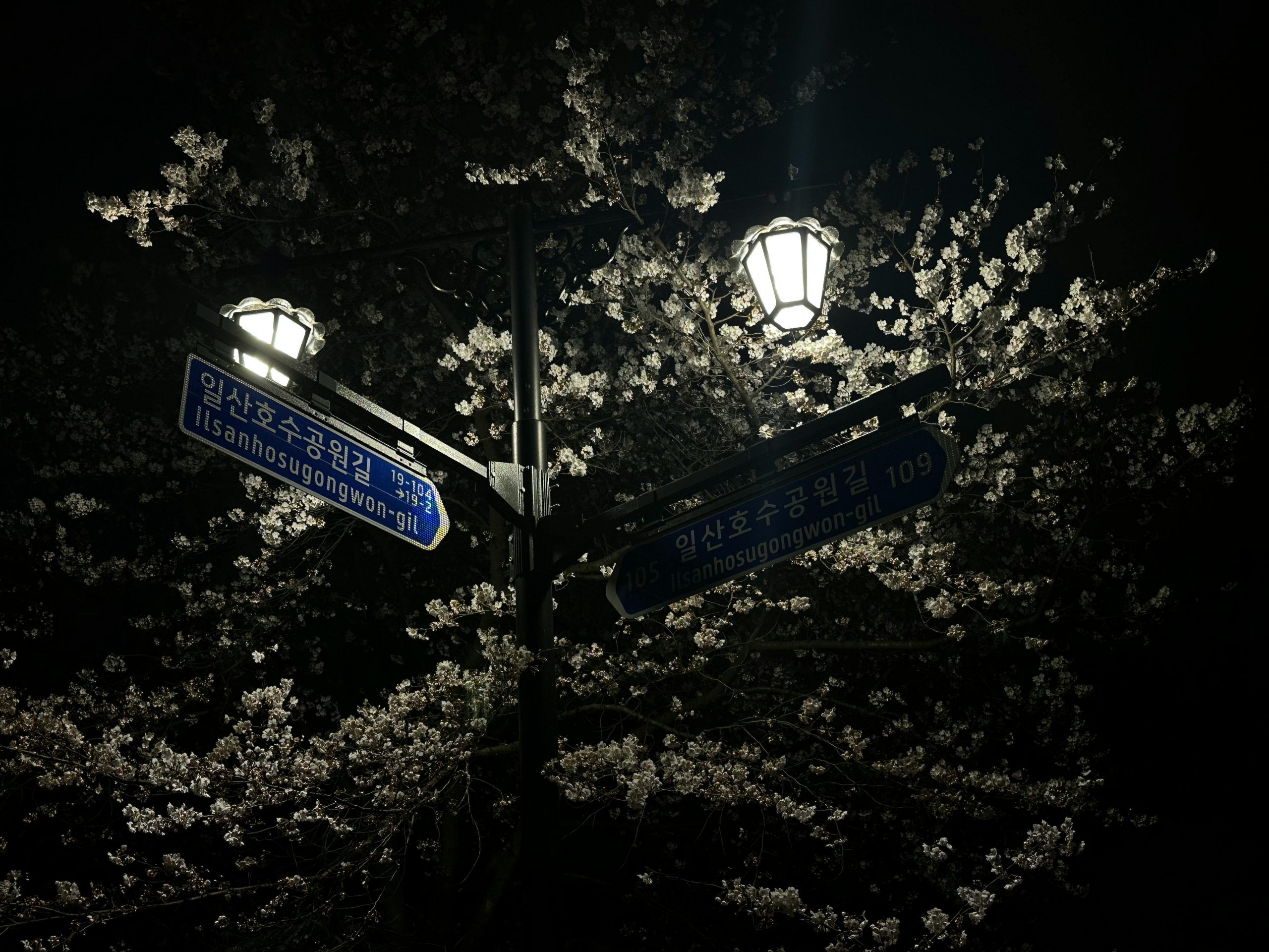 Hol di toi gUG | Soziale Hilfe, Integration & Gemeinschaft Illuminated street signs amongst cherry blossoms at night in Ilsan, South Korea, creating a serene urban scene.